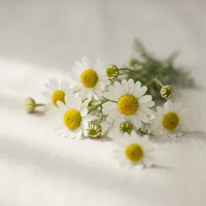 Chamomile
