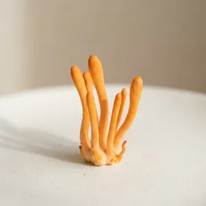 Cordyceps Extract
