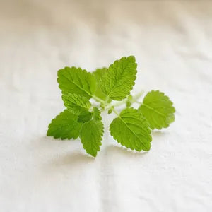 Lemon Balm