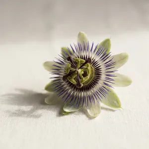 Passion Flower