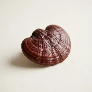 Reishi Extract